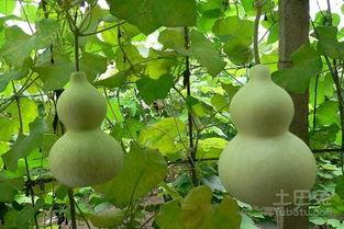 葫芦瓜和红糖能一起吃吗,健康美味两不误