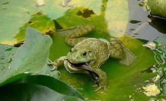 穿蛤蟆服吃瓜,穿蛤蟆服吃瓜，解锁夏日潮流新姿势  第2张