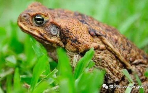 穿蛤蟆服吃瓜,穿蛤蟆服吃瓜，解锁夏日潮流新姿势  第3张