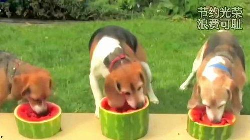 吃西瓜的小狗为什么吃瓜,小狗吃瓜背后的趣味揭秘  第3张