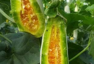 春天来了吃瓜,春天来了，让我们一起品尝美味瓜果  第2张