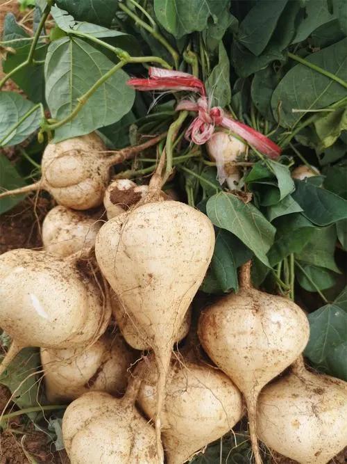 土瓜出芽可以吃吗,能否食用及营养分析