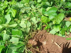 土瓜出芽可以吃吗,能否食用及营养分析  第2张