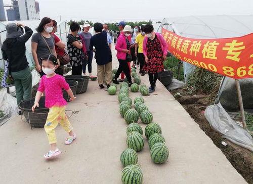 家里吃瓜比赛  第2张