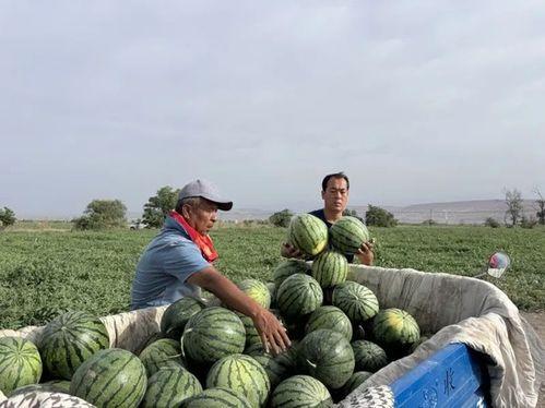 怒江吃瓜,揭秘当地特色美食背后的故事  第3张