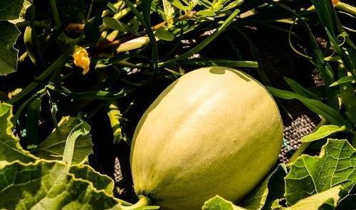 刺痛吃瓜,揭秘娱乐圈背后的真相与笑料  第2张