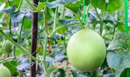 刺痛吃瓜,揭秘娱乐圈背后的真相与笑料  第3张