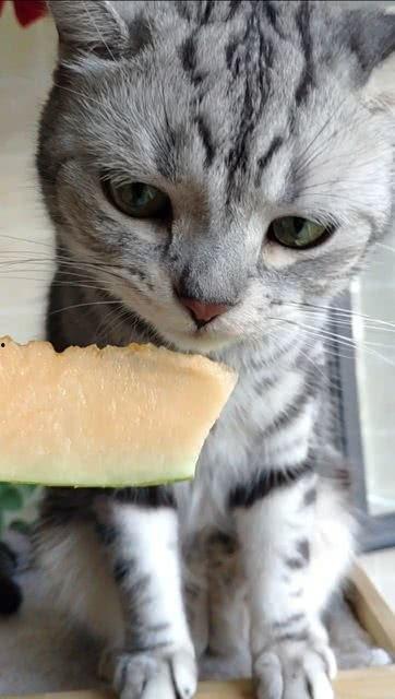 猫猫吃瓜网,揭秘娱乐圈那些不为人知的幕后故事