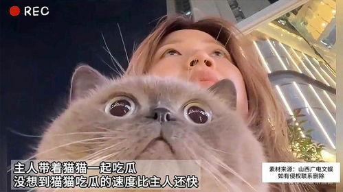 猫猫吃瓜网,揭秘娱乐圈那些不为人知的幕后故事  第2张