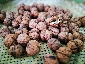 哈尼吃大瓜,尽享夏日大瓜盛宴