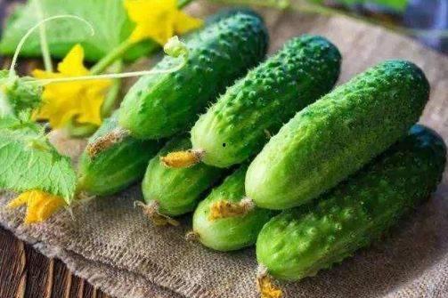 空腹吃网纹瓜,网纹瓜的独特魅力与营养解析  第3张