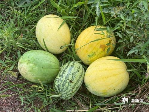 dreams吃瓜,揭秘梦境中的奇幻瓜果世界  第2张