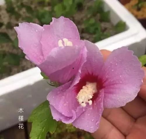 吃瓜了和木槿  第3张