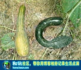咪咕吃瓜小品,揭秘娱乐圈幕后故事  第3张