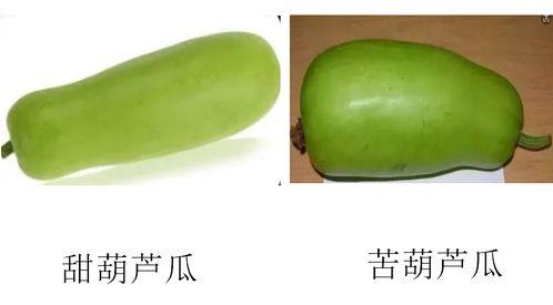 吃葫芦瓜吗  第2张