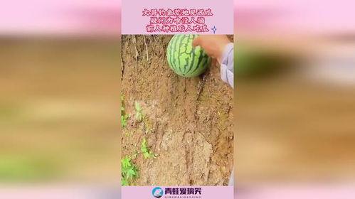 前人种瓜后人吃瓜,传承与发展的智慧轨迹  第3张