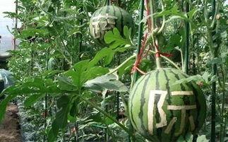销售吃瓜录音,一场别开生面的销售策略大揭秘 第3张 销售吃瓜录音,一场别开生面的销售策略大揭秘 第3张