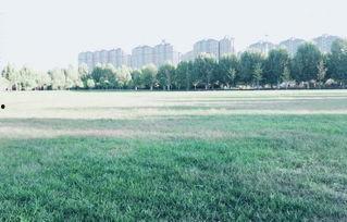 农大草坪吃瓜,夏日吃瓜好去处