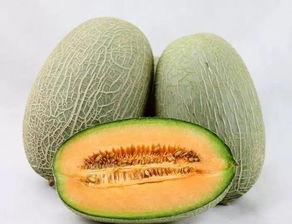河南吃哈密瓜,甜蜜滋味尽在口中