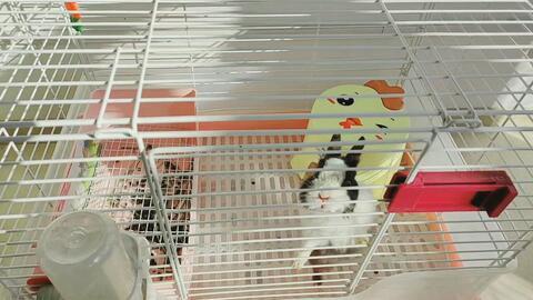 侏儒兔皮皮吃瓜,侏儒兔皮皮的夏日瓜果盛宴