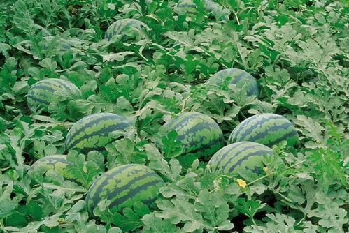 衢州农村吃瓜条件,瓜果飘香，共享田园生活