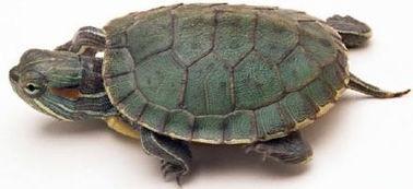 草龟和巴西龟吃哈密瓜吗,它们会吃吗？