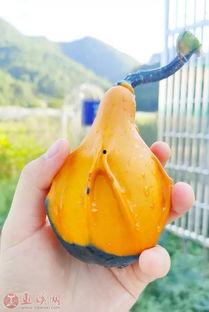 六宝妈吃瓜,揭秘娱乐圈幕后故事