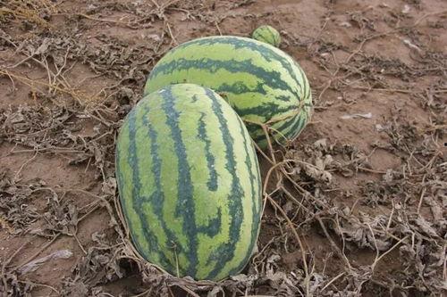 小徐吃瓜现场,揭秘娱乐圈幕后风云