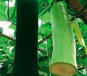 农村瓜不熟可以吃,农村瓜果的早尝奥秘