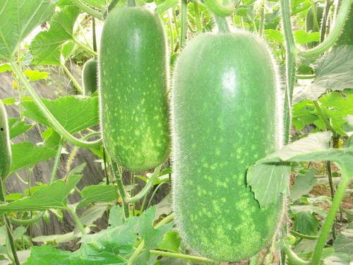 吃瓜了图片,揭秘“吃瓜了”图片背后的热点事件