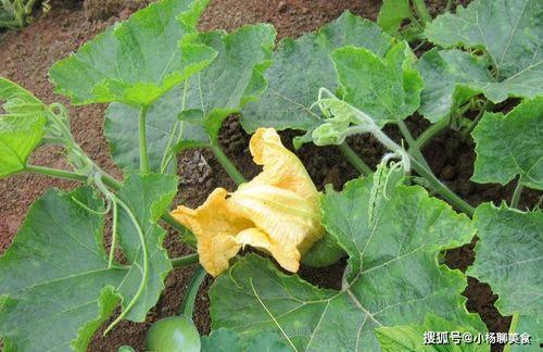 瓜叶子怎样做着吃,探索清新口感与营养的完美结合