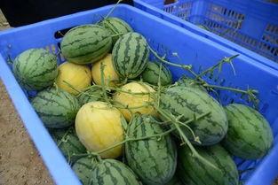 永久吃瓜群3,网络社交新现象背后的故事