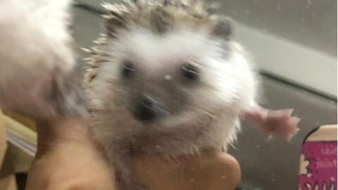 吃瓜刺猬的闰土,吃瓜刺猬的奇幻冒险之旅