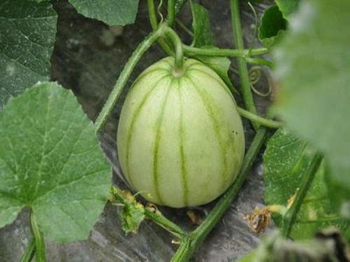 梦见吃甜鲜瓜,甜蜜瓜果的奇幻之旅