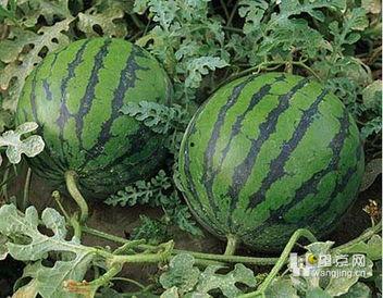 吃瓜长胖嘛,吃瓜也能长胖？揭秘瓜果热量与体重管理之谜