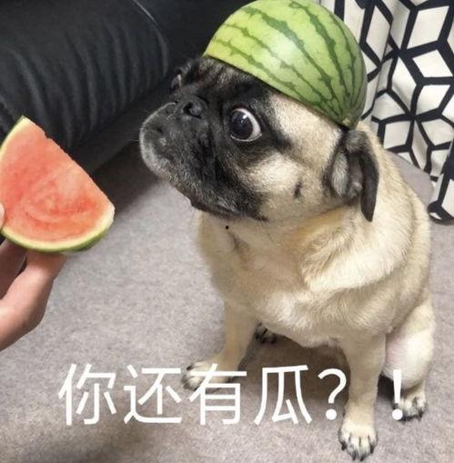 吃瓜带着跳  第3张