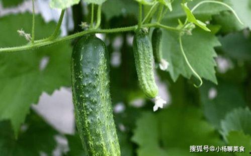 小说推荐蓝牙吃瓜,一部小说中的蓝牙吃瓜奇遇记 第3张 小说推荐蓝牙吃瓜,一部小说中的蓝牙吃瓜奇遇记 第3张