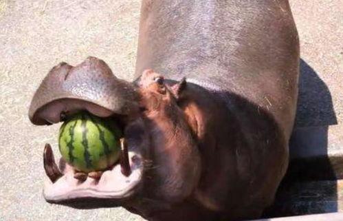 最会吃瓜的动物,揭秘动物界的“美食家”  第2张