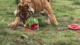 带你吃瓜老虎,带你领略“吃瓜老虎”的独特魅力  第2张