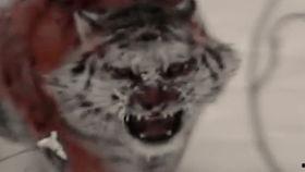 带你吃瓜老虎,带你领略“吃瓜老虎”的独特魅力  第3张