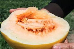 吃蜜瓜有点甜,尽享夏日清新  第2张