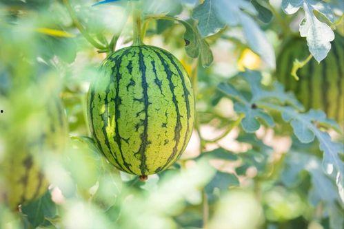 常用吃瓜地址,一网打尽全网热门事件 第3张 常用吃瓜地址,一网打尽全网热门事件 第3张