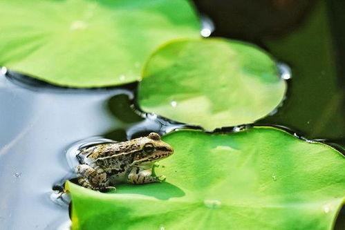 吃的大鼻子瓜图片  第2张