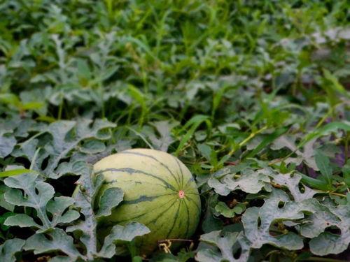 乡村吃瓜照片  第1张