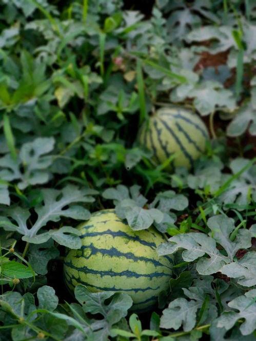 乡村吃瓜照片  第2张