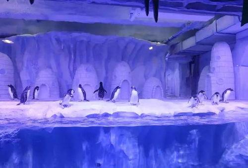 海洋馆吃瓜,吃瓜群众的海洋盛宴  第3张