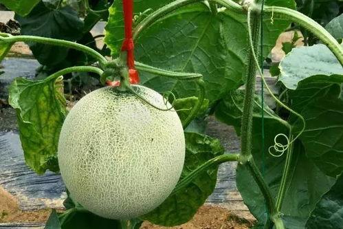 吃瓜的超话,超话里的喜怒哀乐 第2张 吃瓜的超话,超话里的喜怒哀乐 第2张