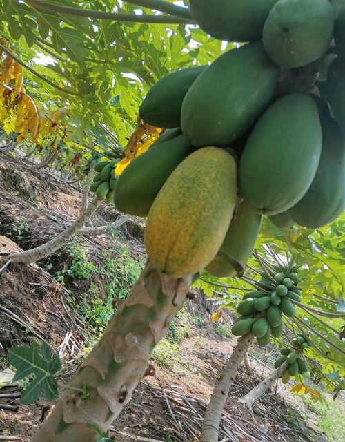 到处吃瓜2003 第2张 到处吃瓜2003 第2张