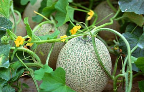 苏宝珠吃瓜系统,揭秘娱乐圈幕后风云 第2张 苏宝珠吃瓜系统,揭秘娱乐圈幕后风云 第2张