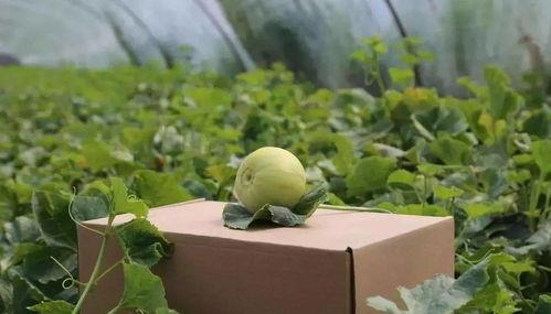 吃瓜不吐籽吃梨不削皮,尽享瓜梨之乐  第2张